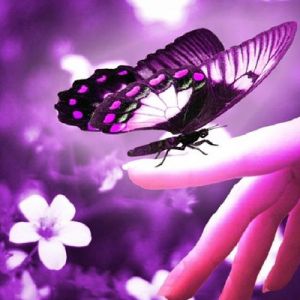 Lila Schmetterling auf Hand
