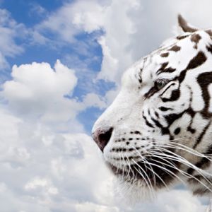 Weißer Tiger Gegen Blauen Himmel