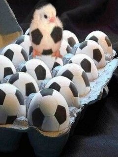 Niedliches Küken Zwischen Fußball-Eiern