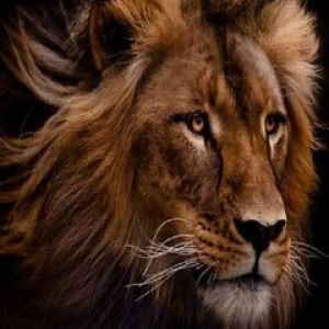 Majestätischer Löwe Nahaufnahme