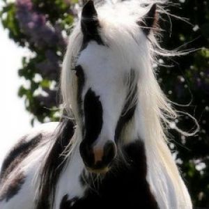 Majestätisches Schwarz-Weiß-Pferd
