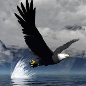 Adler im Flug