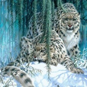 Schneeleoparden im Winter