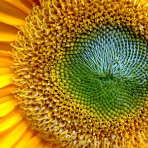 Lebendiger Sonnenblumen-Nahaufnahme
