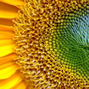 Lebendiger Sonnenblumen-Nahaufnahme