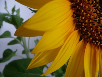 Lebensnaher Sonnenblumenblick