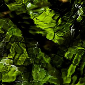 Grüner Wasserreflex