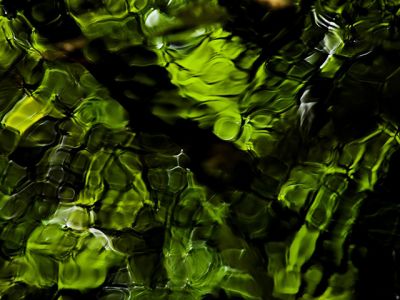 Grüner Wasserreflex