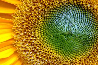 Lebendige Nahaufnahme einer Sonnenblume