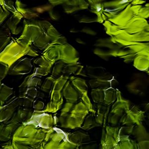 Grüne Naturreflexion