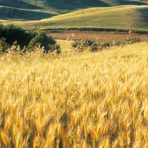 Goldene Weizenfelder