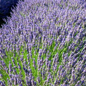 Lavendelfelder in Blüte