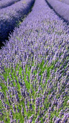 Lavendelfelder in Blüte