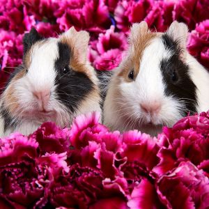 Niedliche Meerschweinchen in Blumen