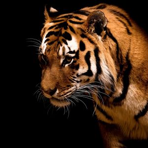Majestätische Nahaufnahme eines Tigers
