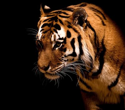 Majestätische Nahaufnahme eines Tigers