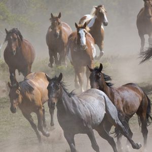 Rennende Pferde im Staub