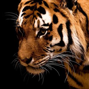 Majestätischer Tiger Nahaufnahme