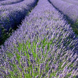 Lavendelfelder in Blüte