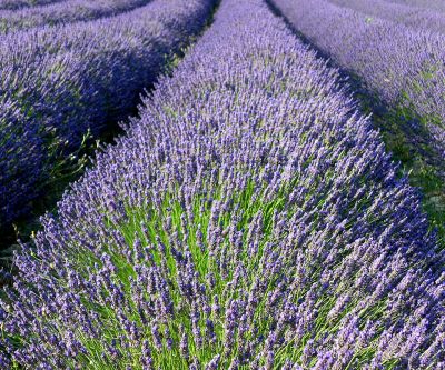Lavendelfelder in Blüte