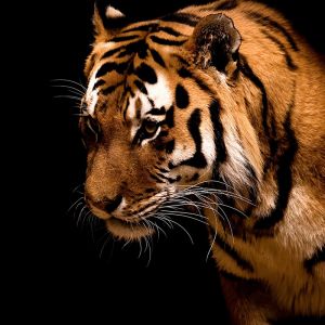 Majestätisches Tiger-Porträt