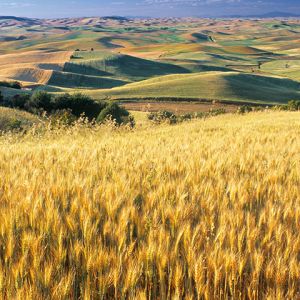 Goldene Weizenfelder Landschaft