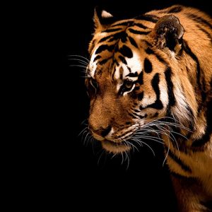 Majestätischer Tiger Nahaufnahme
