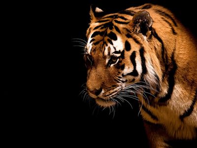 Majestätischer Tiger Nahaufnahme
