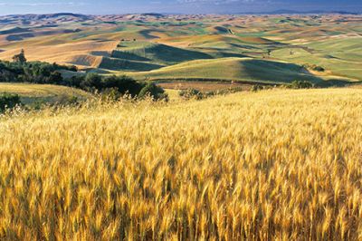 Goldene Weizenfelder Landschaft