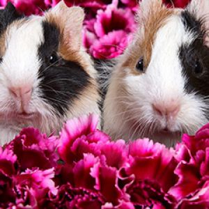 Niedliche Meerschweinchen in Blumen