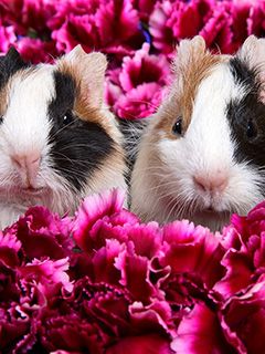 Niedliche Meerschweinchen in Blumen