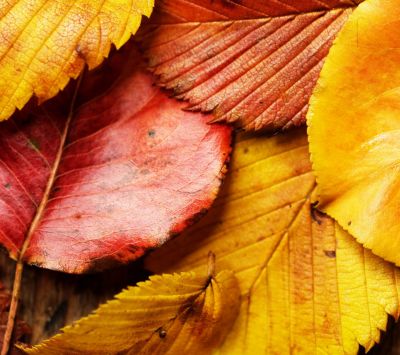 Herbstblätter Hintergrund