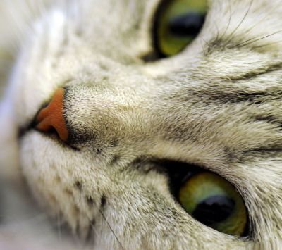 Katze Nahaufnahme Augen