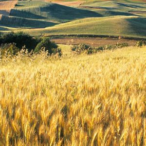 Goldene Weizenfelder