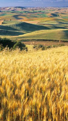 Goldene Weizenfelder
