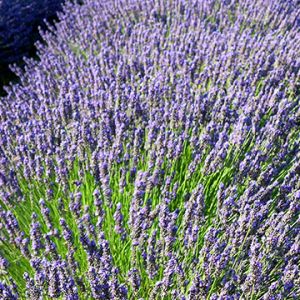 Lavendelfelder in Blüte