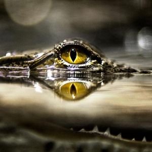 Reflexion des Krokodilauges