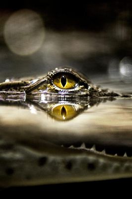 Reflexion des Krokodilauges