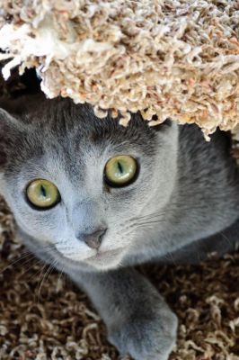 Niedliche Graue Katze