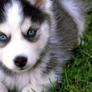 Niedlicher Husky-Welpe