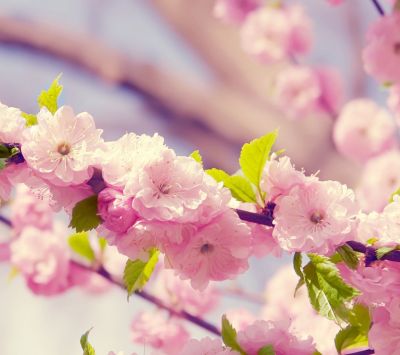Schönheit der Kirschblüten