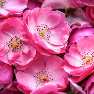 Schöne Rosa Rosen
