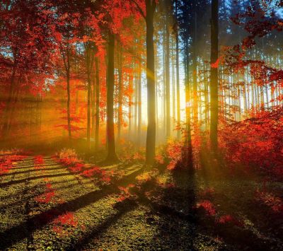 Herbstlicher Wald Sonnenuntergang