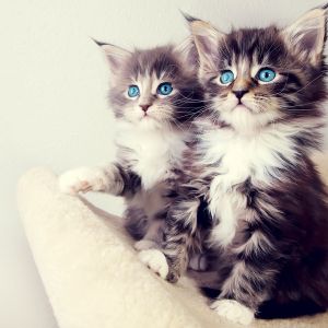 Niedliche Kätzchen mit Blauen Augen