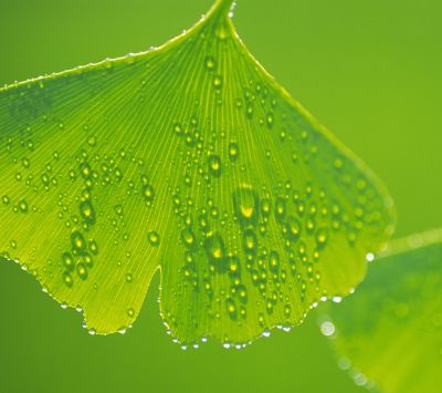 Ginkgo-Blatt mit Tau-Tropfen