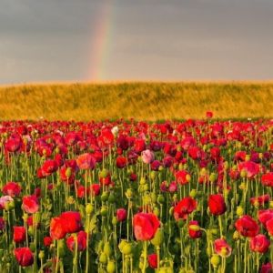 Lebendiges Mohnfeld mit Regenbogen