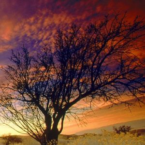Atemberaubender Sonnenuntergang über Wüstenlandschaft