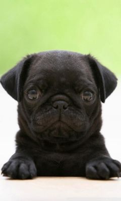 Niedlicher Schwarzer Pug Welpe