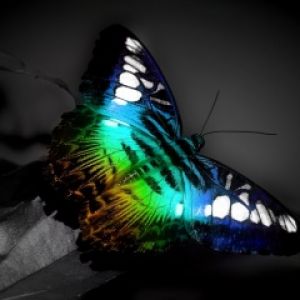 Bunter Schmetterling