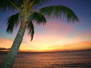 Tropischer Sonnenuntergang mit Palme